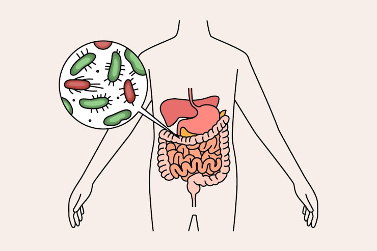 Les secrets du microbiote intestinal